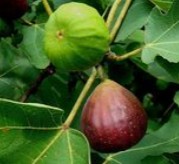 Brown Turkey Fig Tree
