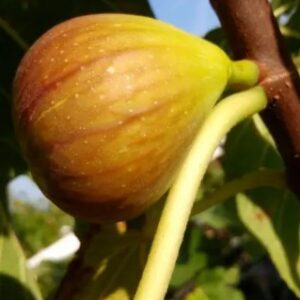 Madeleine des Deux Saisons Fig Tree