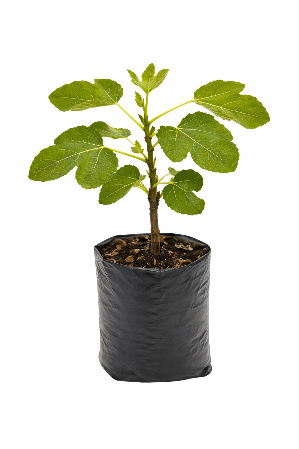 Brown Turkey Fig Tree - Image 2