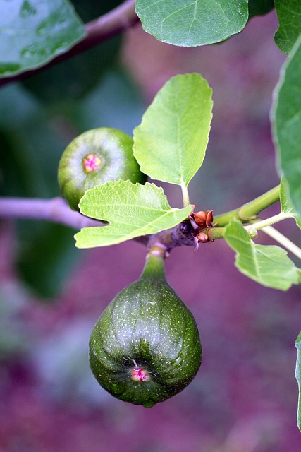 fig, tree, fig tree, spring, foliage, nature, fruit, green, fig, fig tree, fig tree, fig tree, fig tree, fig tree